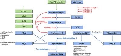 Insights Into Vascular Anomalies, Cancer, and Fibroproliferative Conditions: The Role of Stem Cells and the Renin-Angiotensin System